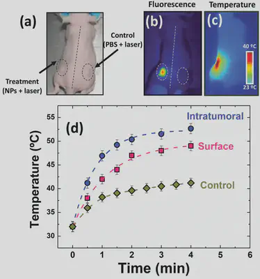 a) Imagen óptica de un ratón con dos tumores. b,c) Imágenes de fluorescencia infrarroja y térmica del mismo ratón bajo irradiación láser de 808 nm (4 W/cm2), respectivamente. d) Evolución temporal de la temperatura en la superficie del tumor obtenida a partir del análisis de imágenes térmicas infrarrojas. Fuente: https://onlinelibrary.wiley.com/doi/10.1002/adfm.201403653.