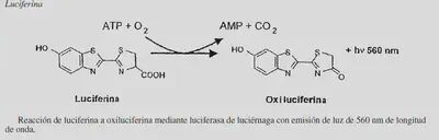 Fuente: https://departamentofisicaequimica.wordpress.com/2015/01/06/francisco-chapela/.