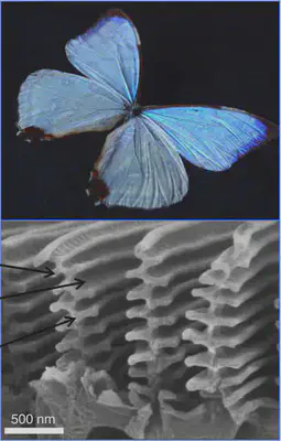 Los colores iridiscentes de las mariposas morpho se deben a las nanoestructuras específicas de sus alas (imagen SEM en la parte inferior). Fuente: https://commons.wikimedia.org/wiki/File:Morpho_sulkowskyi_wings.jpg.