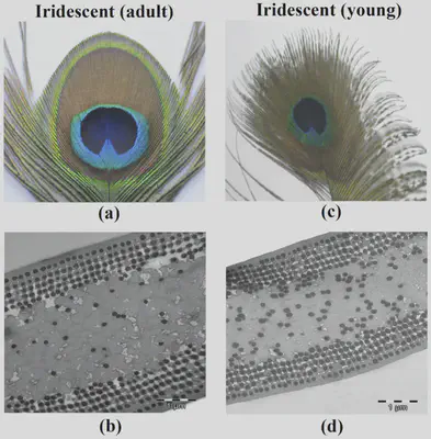 Caracterización estructural de las plumas de la cola del pavo real. Fuente: https://opg.optica.org/oe/fulltext.cfm?uri=oe-23-8-10198&id=315275.