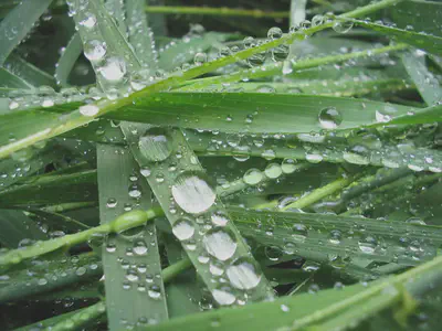 Gotas de agua en la superficie hidrofóbica de la hierba. Fuente: https://commons.wikimedia.org/wiki/File:Drops_I.jpg.