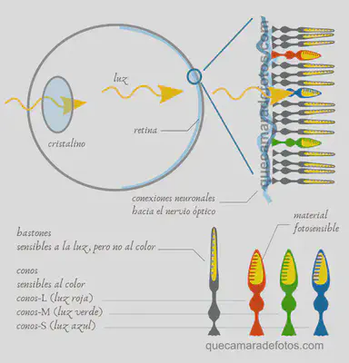 Fuente: https://quecamaradefotos.com/camaras/caracteristicas-tecnicas/entendiendo-el-color-vision-humana/.