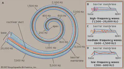 Fuente: https://www.britannica.com/science/ear/Transmission-of-sound-within-the-inner-ear.