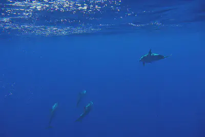 En mi viaje a [Hawái](https://es.wikipedia.org/wiki/Hawái) tuve la oportunidad de nadar a esta distancia de estos delfines [*Strenella Frontalis*](https://es.wikipedia.org/wiki/Stenella_frontalis). ¡Después de esta experiencia, tenía que dedicarles una entrada!