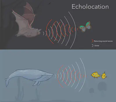 Fuente: https://bgr.com/science/crazy-experiment-shows-humans-can-learn-to-echolocate-like-bats/.