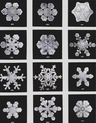 Fotografías de copos de nieve hechas por Wilson Bentley cerca de 1902. Fuente: https://commons.wikimedia.org/wiki/File:SnowflakesWilsonBentley.jpg.